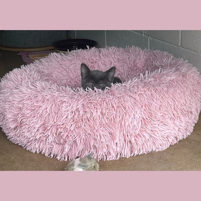 Photo of Odin