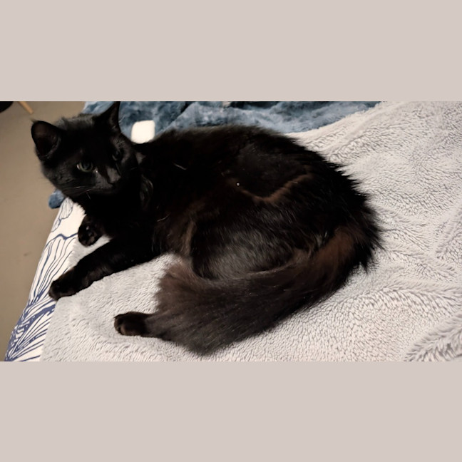 Photo of Kumquat