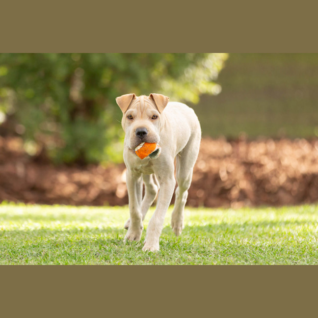 Photo of Lucky