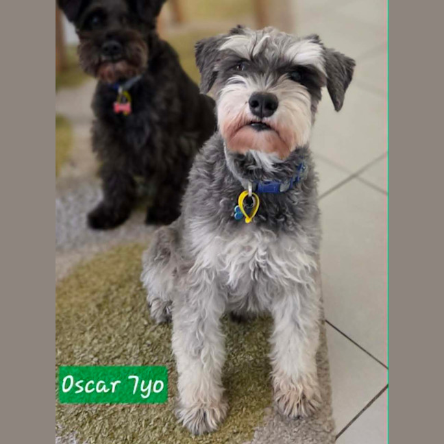 Photo of Ollie & Oscar
