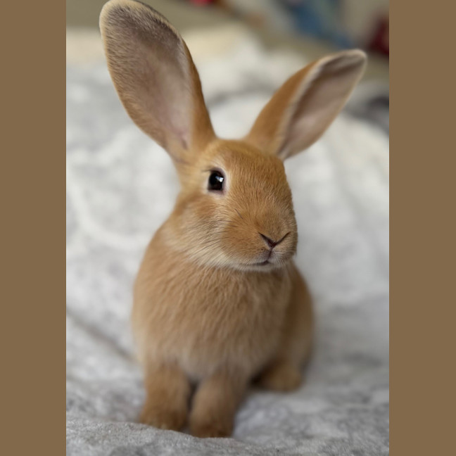 Photo of Leek (Bonded To Squash)