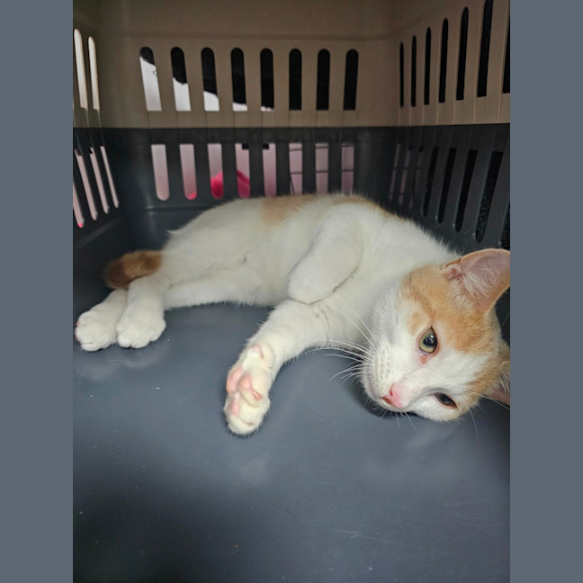 Photo of Harvey