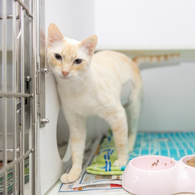 Photo of Ping Pong