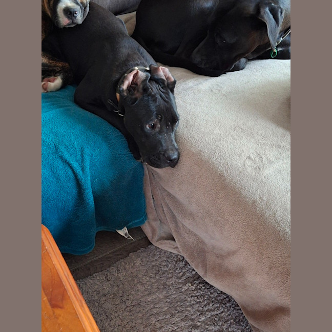 Photo of Superior Winston