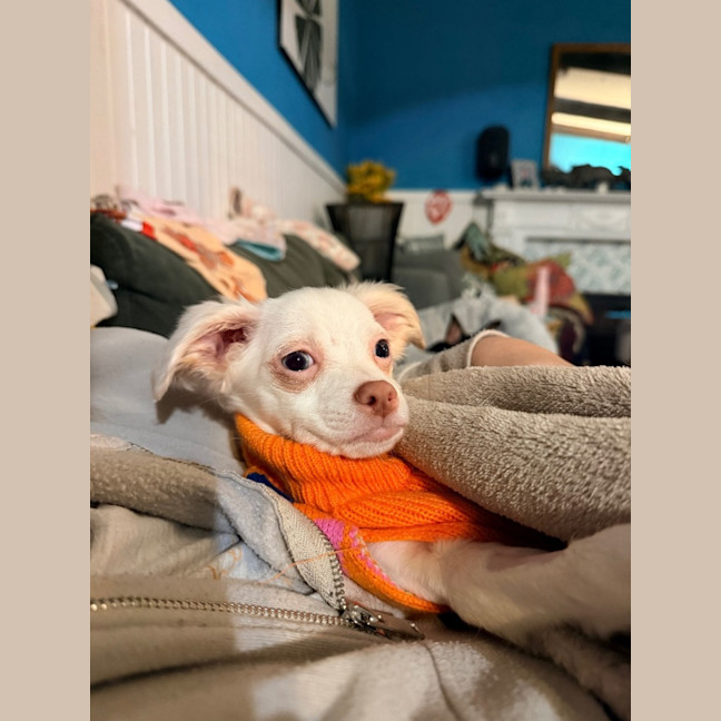 Photo of Cherry
