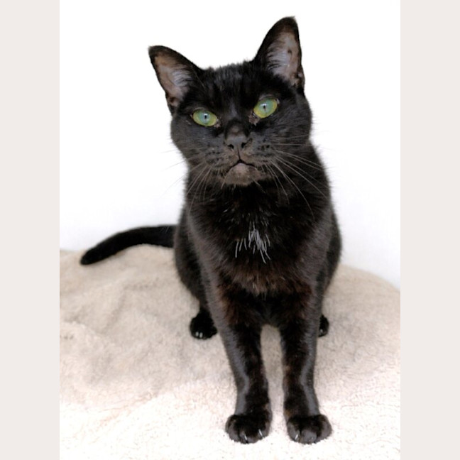 Photo of Cherry Blossom