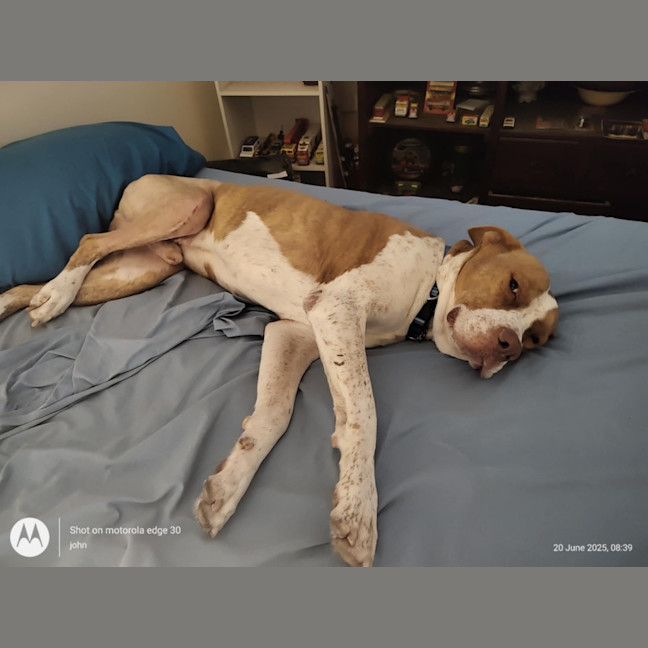 Photo of Rocky *$250 Adoption Fee*