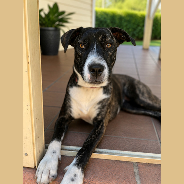 Photo of Zelda