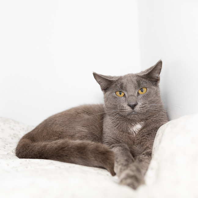 Photo of Smokey