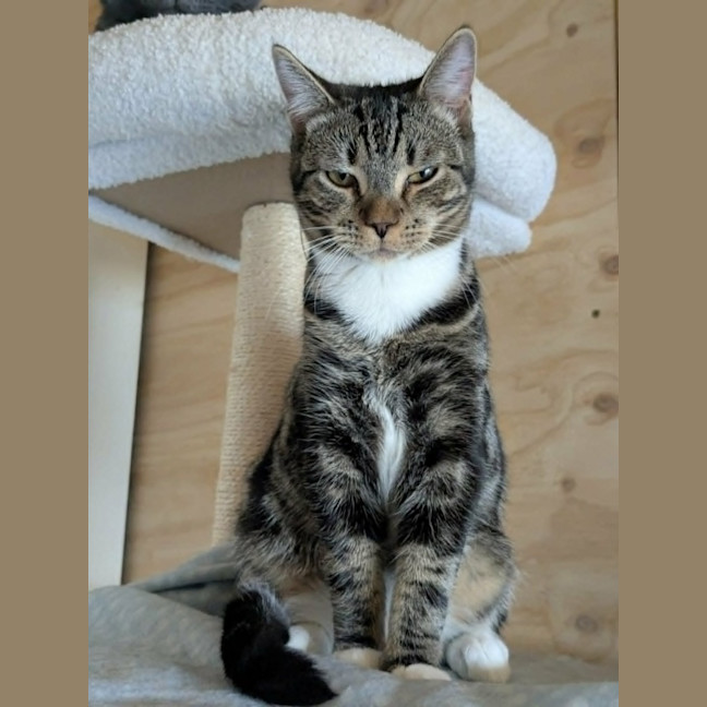 Photo of Hugo *9 Lives Project Rescue*