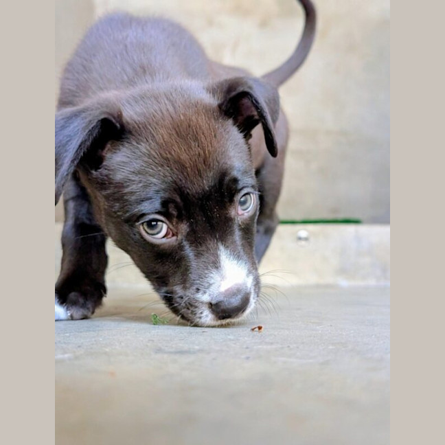 Photo of Jule Now Pepper