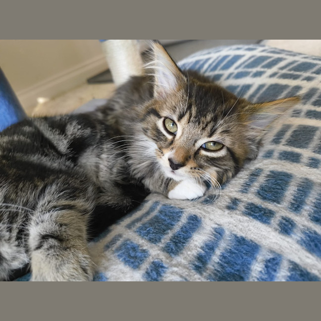 Photo of Chai
