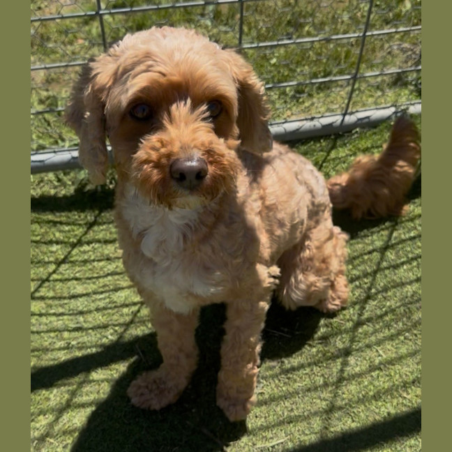 Photo of Kirby 