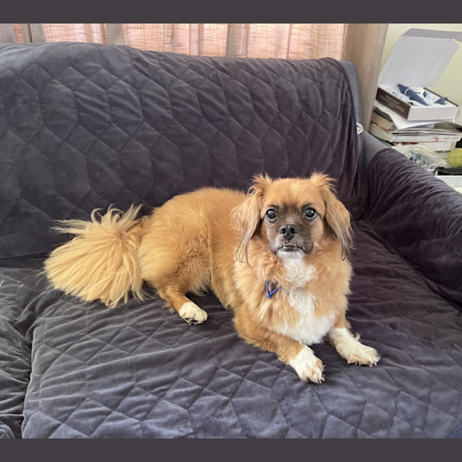 Photo of Matcha 💖Tibetan Spaniel (On Trial 3/2/26)