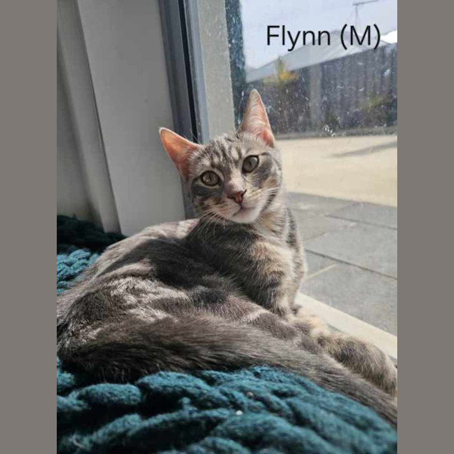 Photo of Flynn