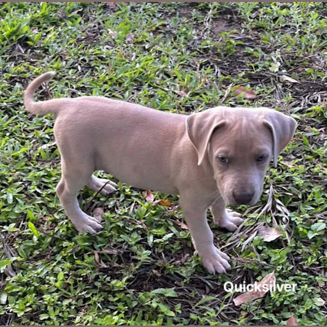 Photo of Quicksilver