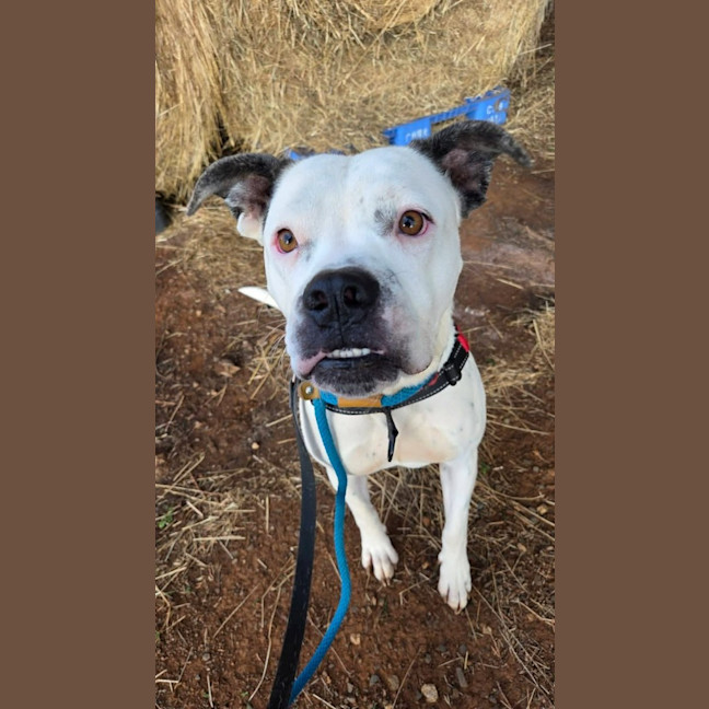Photo of Nala