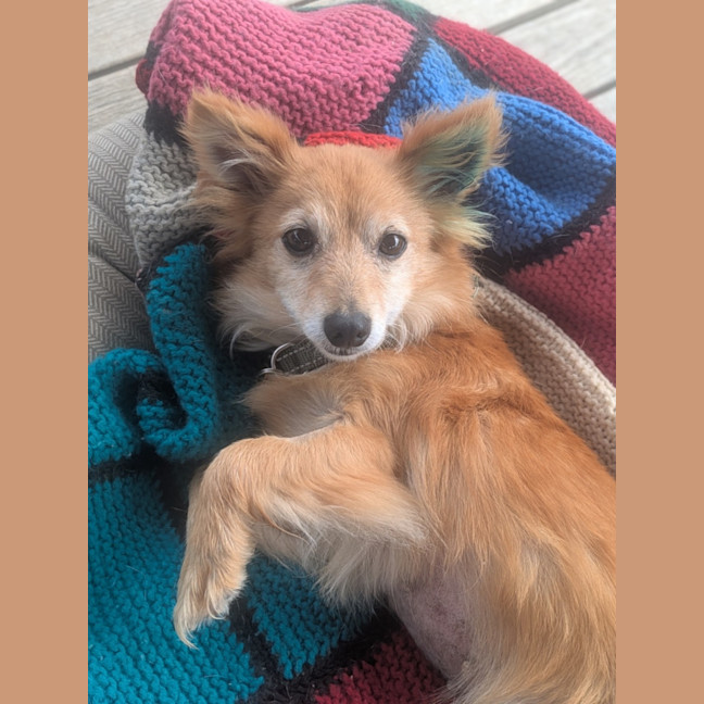 Photo of Holly Golightly