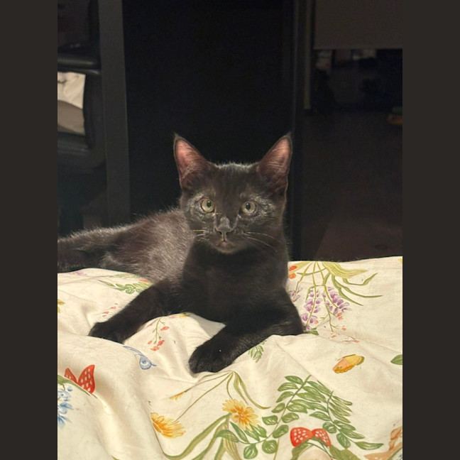 Photo of Phantom 