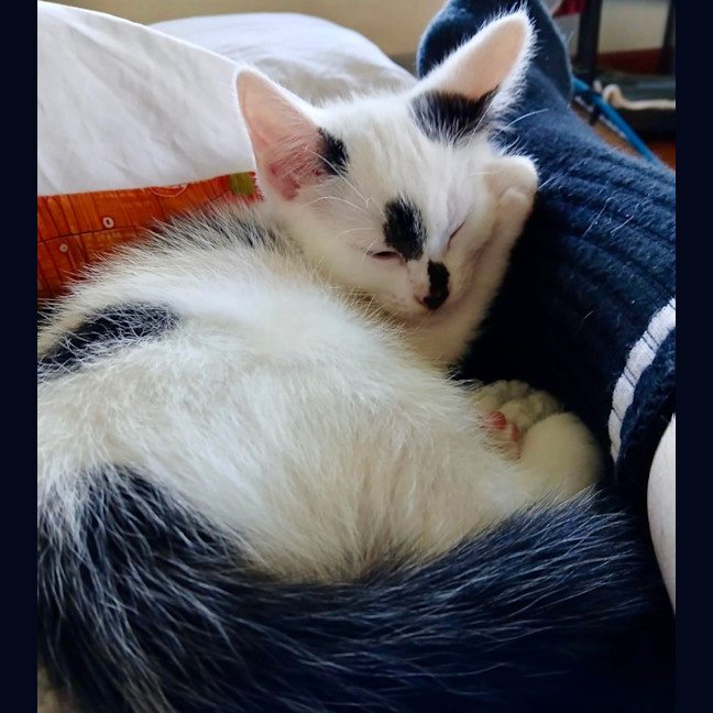 Photo of Milo