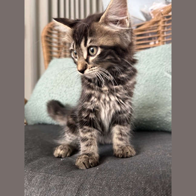 Photo of Chai