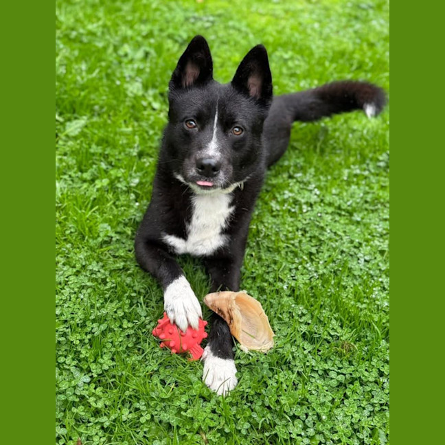 Photo of Shadow Moon 