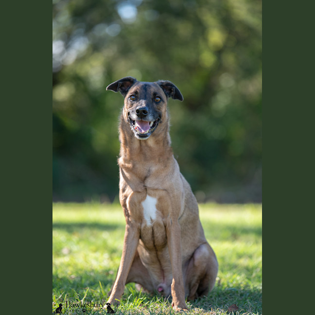 Photo of Fenrir