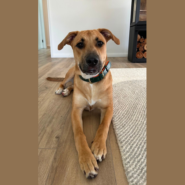 Photo of Ducky   Assisted Rehome