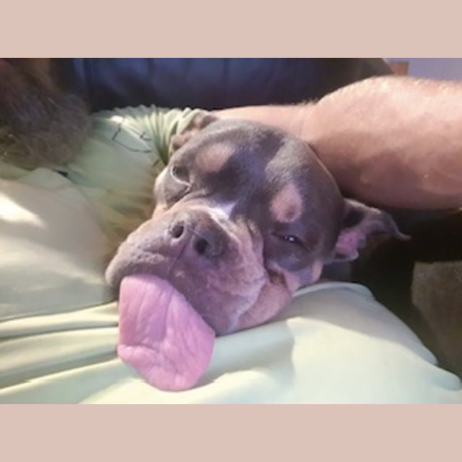 Photo of Nala   1.5 Year Old Bulldog X