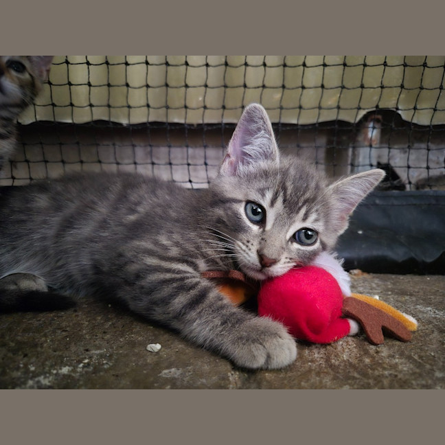 Photo of Humpty Dumpty