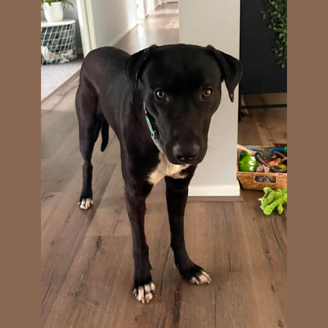 Photo of Floki