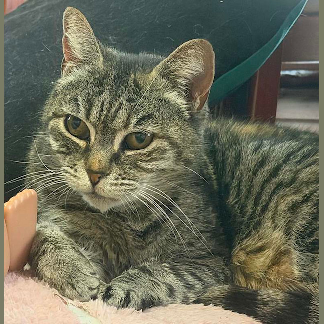 Photo of Mittens
