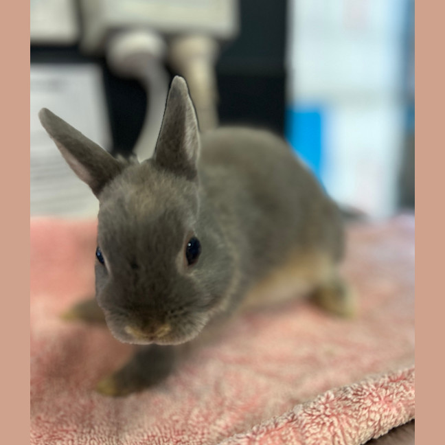 Photo of Mr Pickles