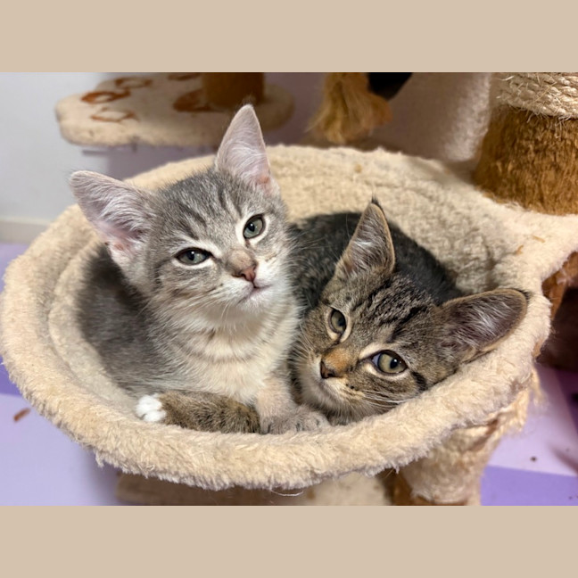 Photo of Joker **2nd Chance Cat Rescue**