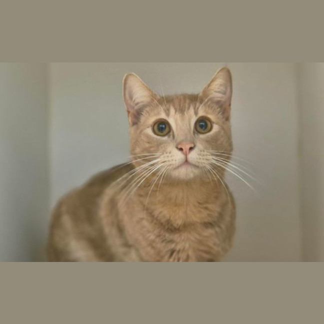 Photo of Tulip