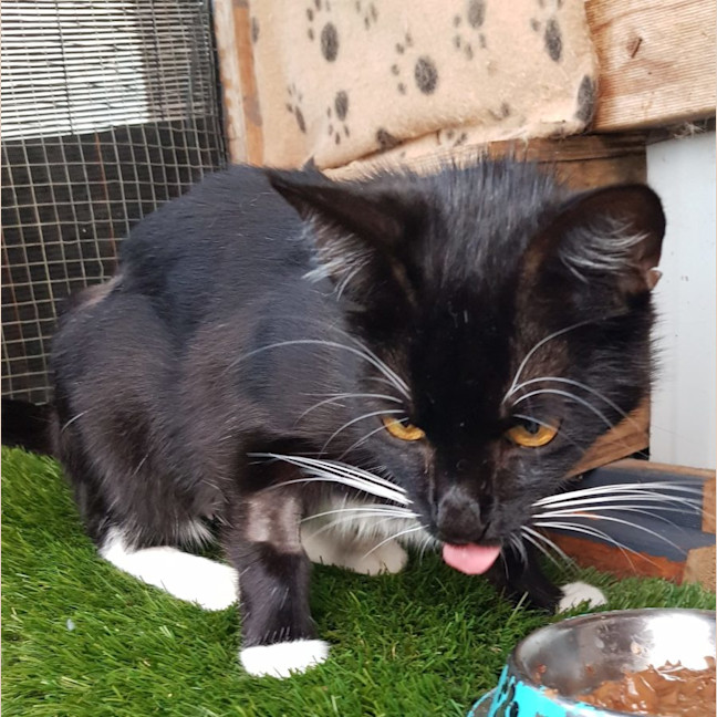 Photo of Betty Boop Now Available At Pet Quarters Morisset