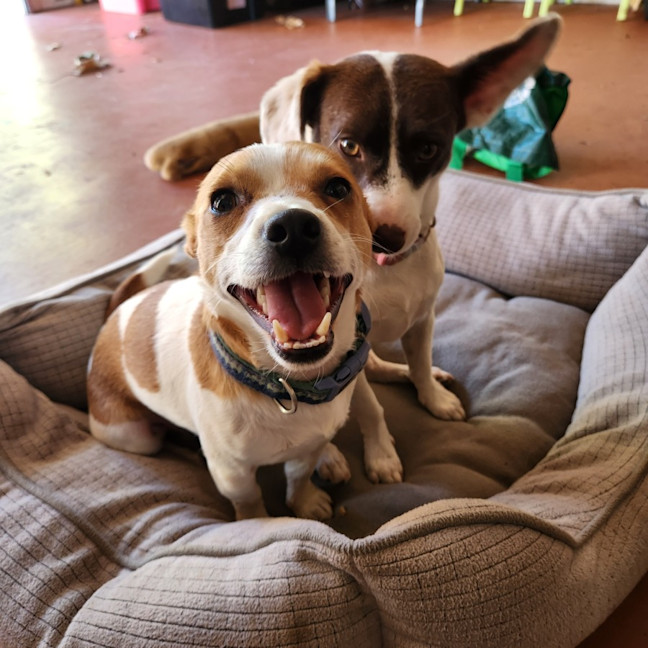 Photo of Dougie And Timmy