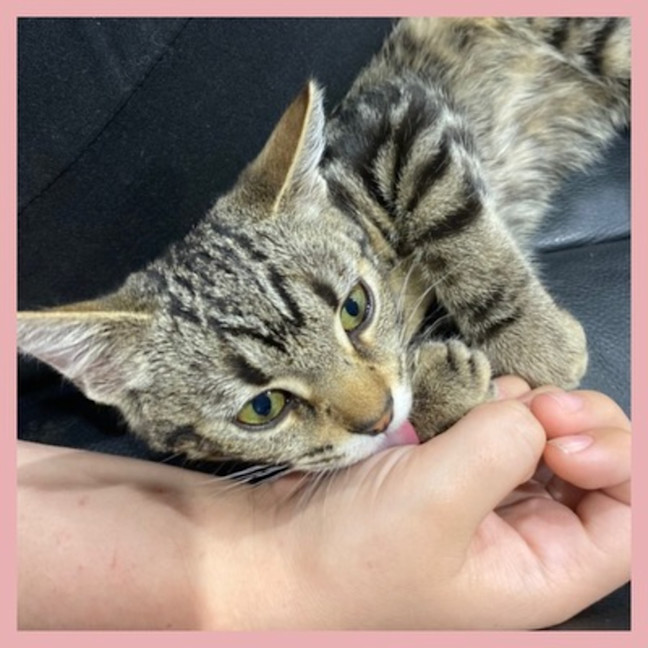 Photo of Biscuit