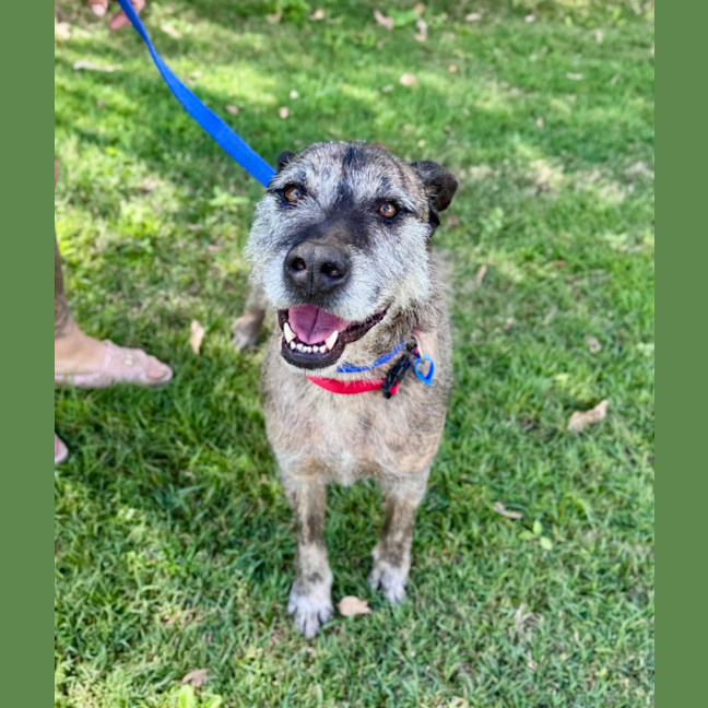 Photo of Trusty *$250 Adoption Fee*