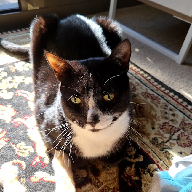 Photo of Tuxedo