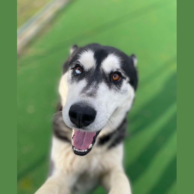 Photo of Balto