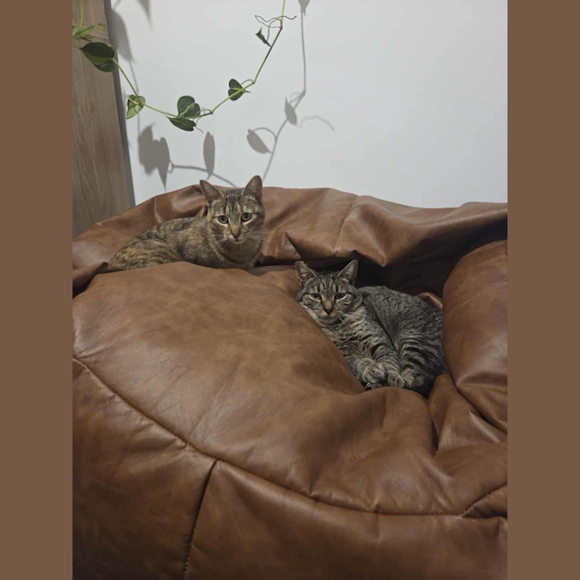 Photo of Milo / Otis