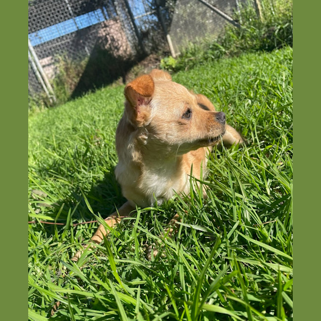 Photo of Petal