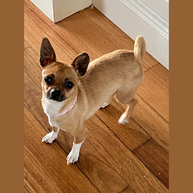 Photo of Poppy