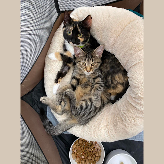 Photo of Izzy *9 Lives Project Rescue*