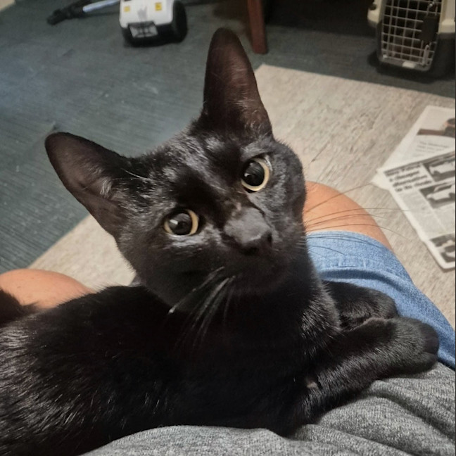 Photo of Juno