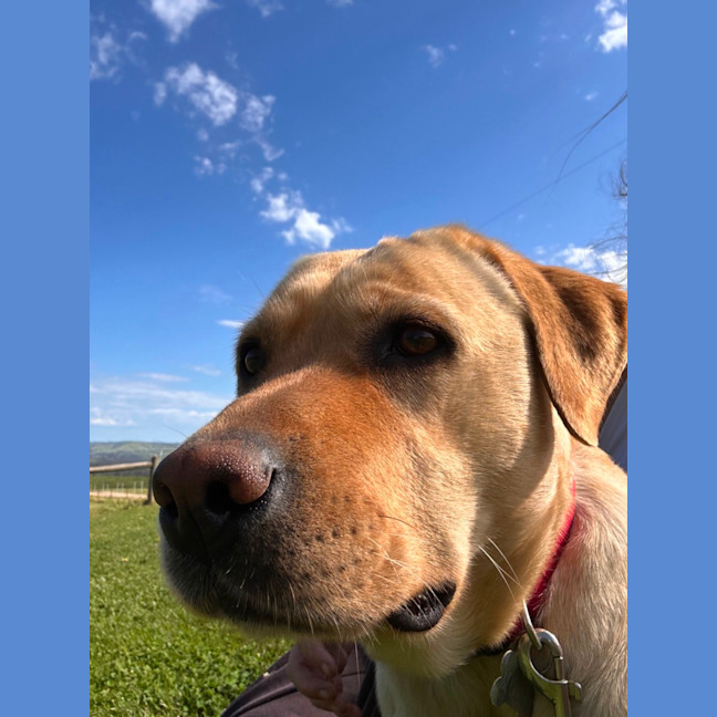 Photo of Molly 