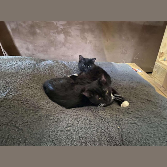 Photo of Nibbles & Moth