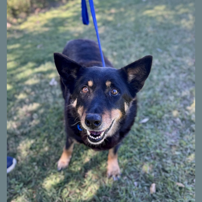 Photo of Elly *$250 Adoption Fee* 