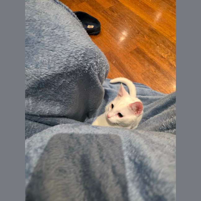 Photo of Marshmellow